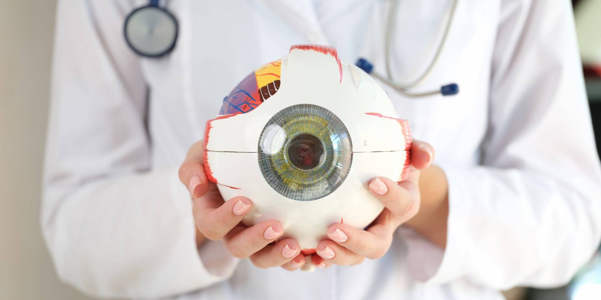 ophthalmologist holding a model of an eye